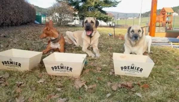 Ferienhaus für Hund und Kinder in Oberösterreich
