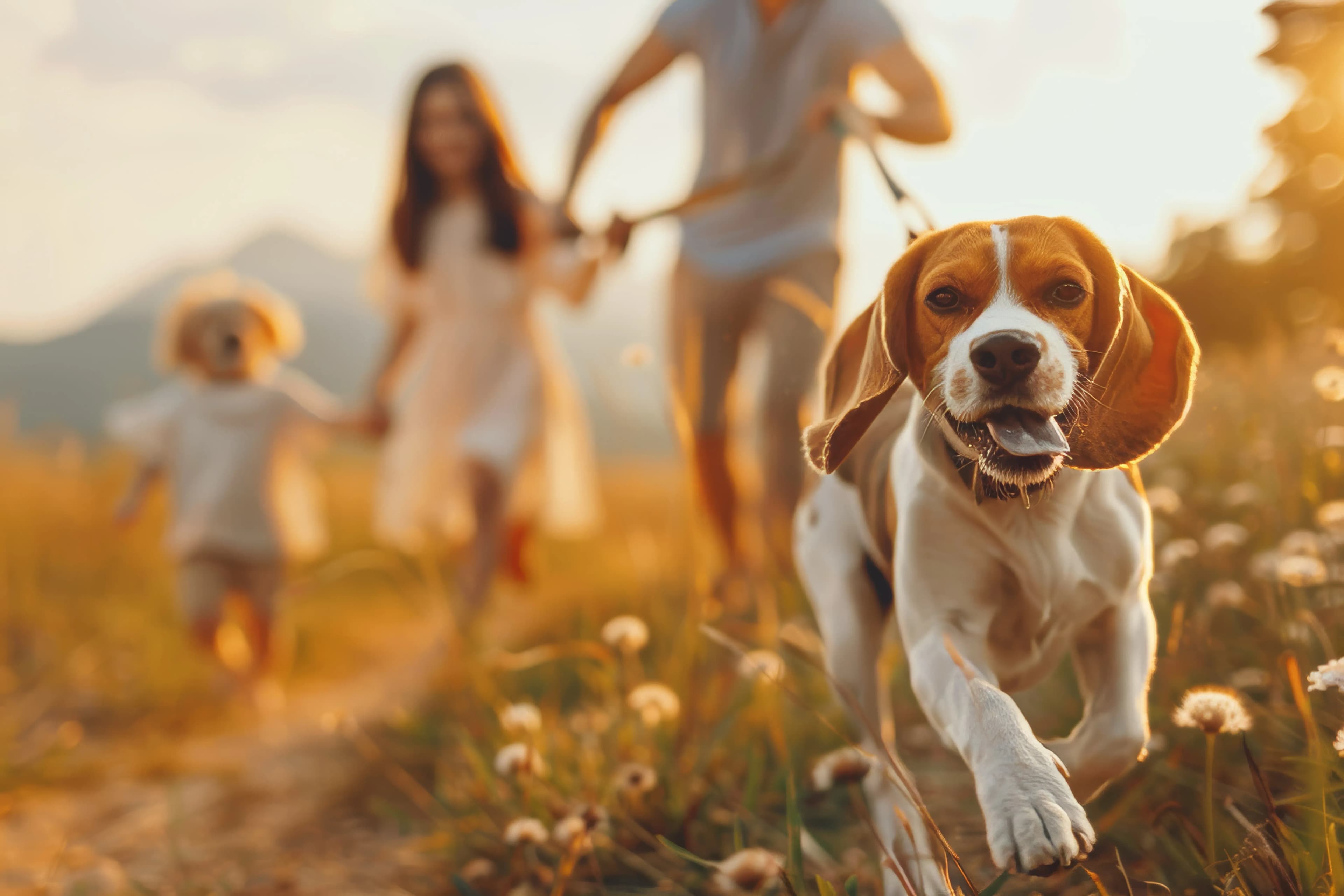 Familienurlaub mit Hund im Böhmerwald